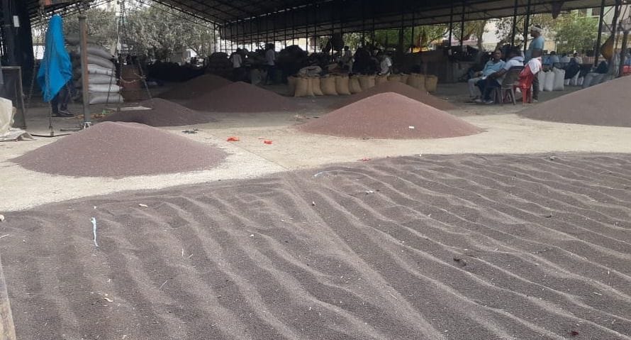 Preparations for government procurement of wheat started in Rewari, Bawal and Kosli Mandi