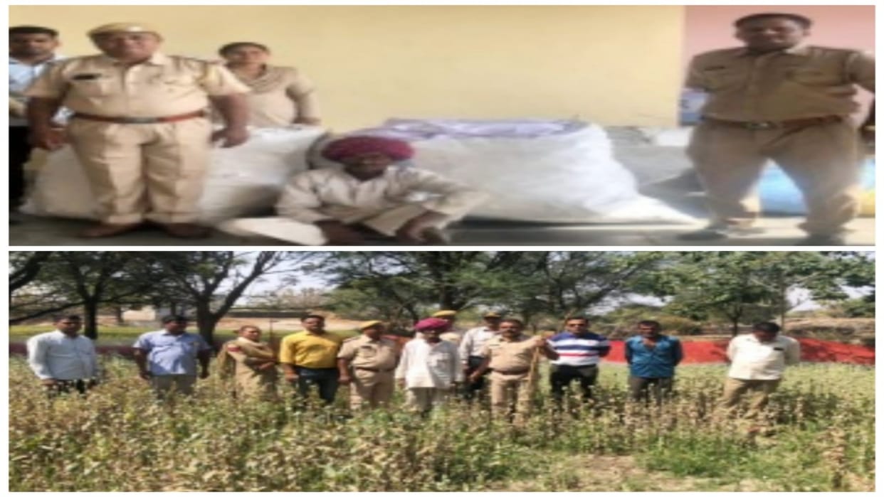 One accused arrested while cultivating opium with wheat-onion crop in Rajsamand