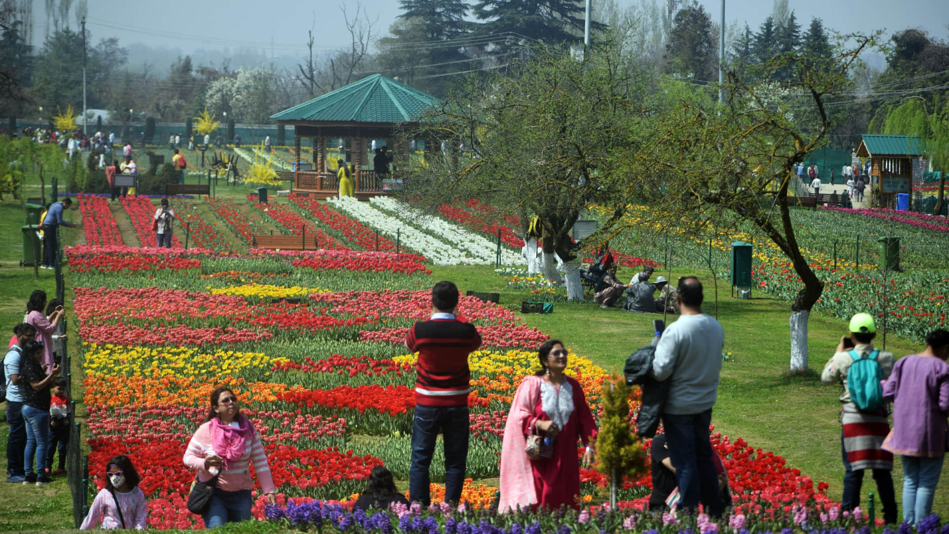 Srinagar Tulip Garden Open for public Today Asia Largest Tulip Garden
