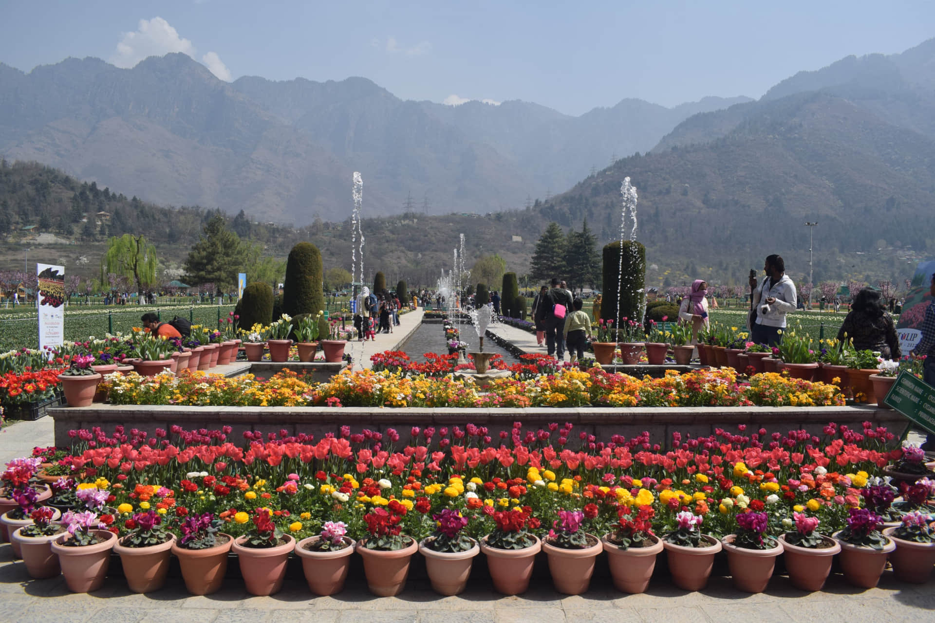Srinagar Tulip Garden Open for public Today Asia Largest Tulip Garden