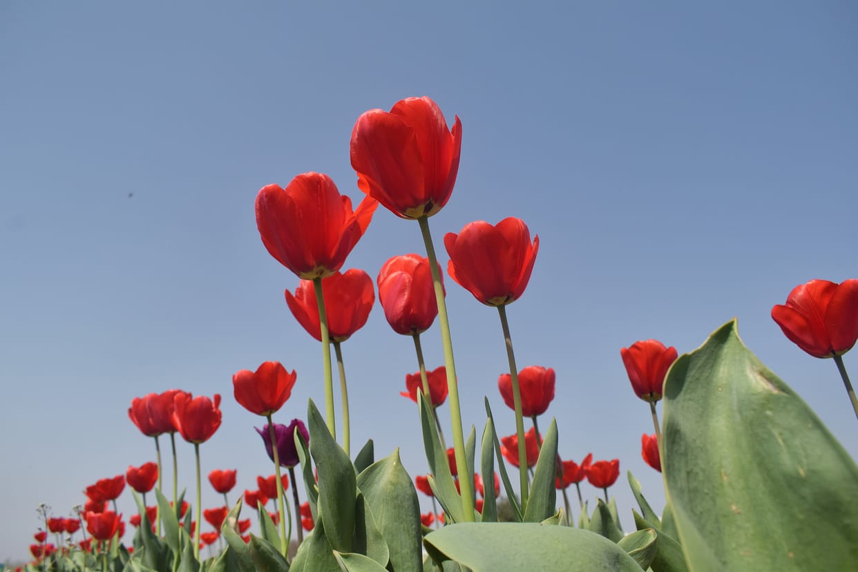 Delhi: Tulip Festival becomes center of attraction for Delhiites
