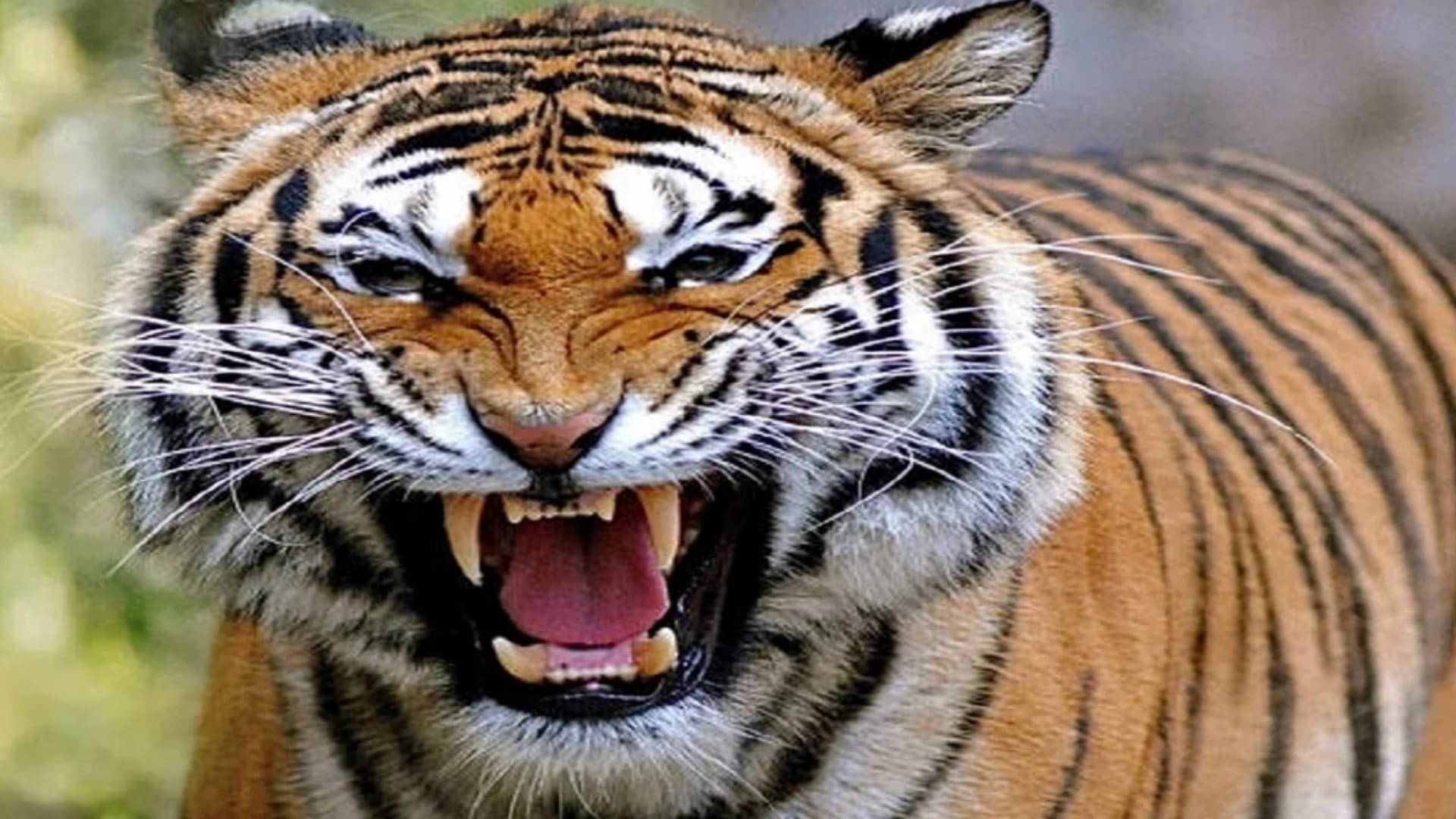 Tiger hunted a young man in Umaria