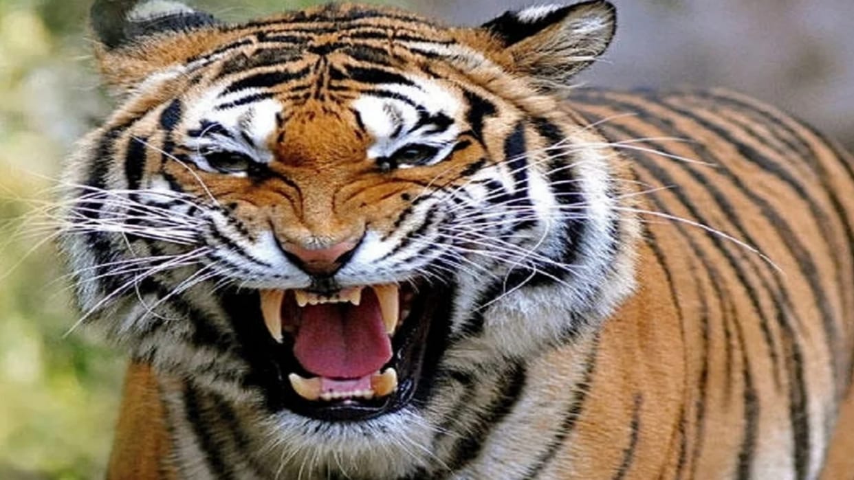 tiger attack on worker in Sawai Madhopur