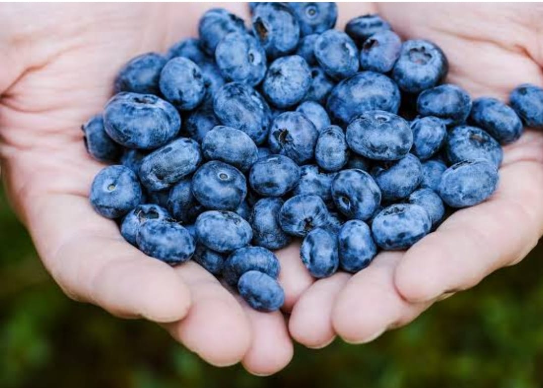 Crop of blueberries will strengthen the economy of the gardeners