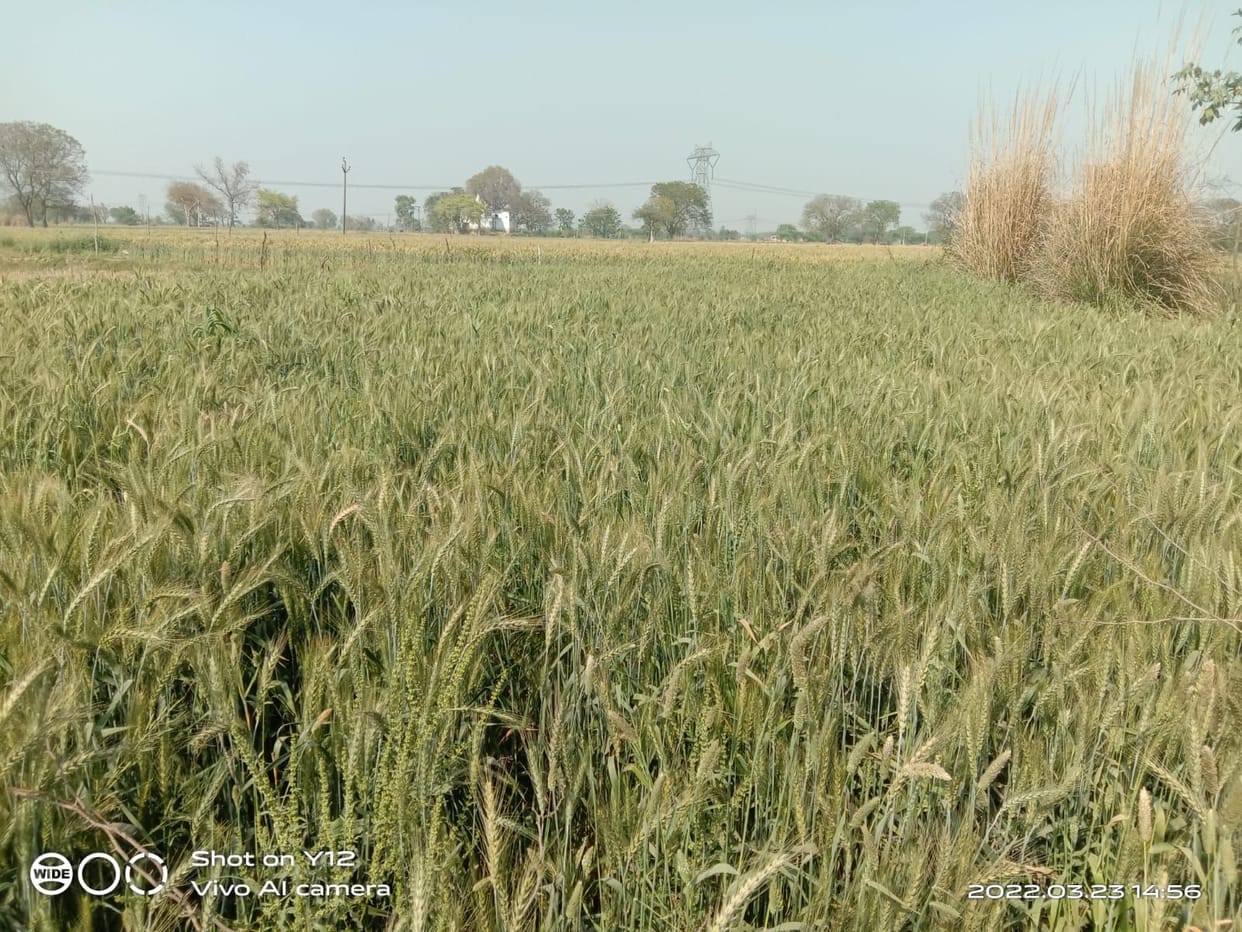 auraiya news,Wheat crop getting affected due to rise in temperature