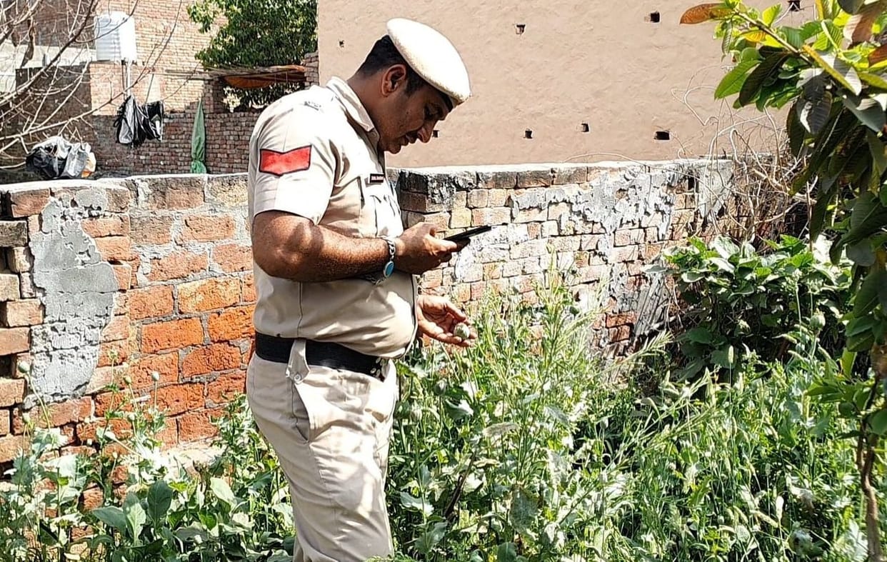 Opium cultivation was being done in the plot, the police reached the spot and uprooted the plants