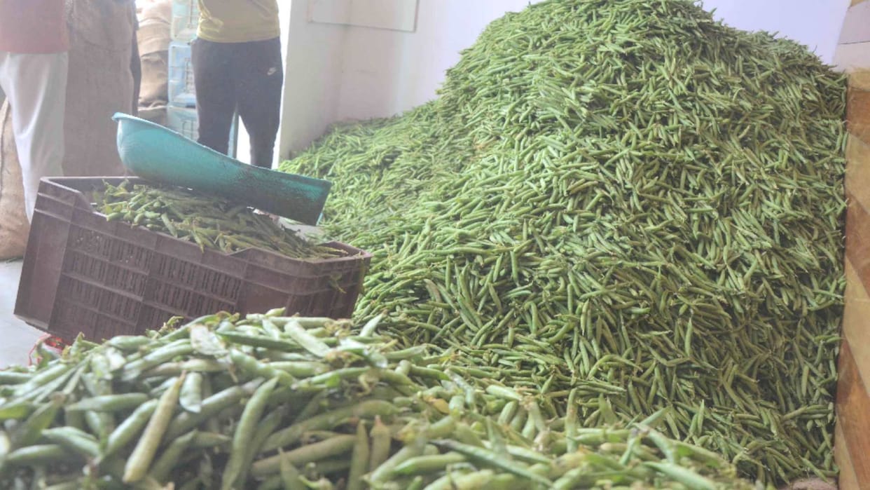 increase in the prices of peas, returns to the faces of farmers