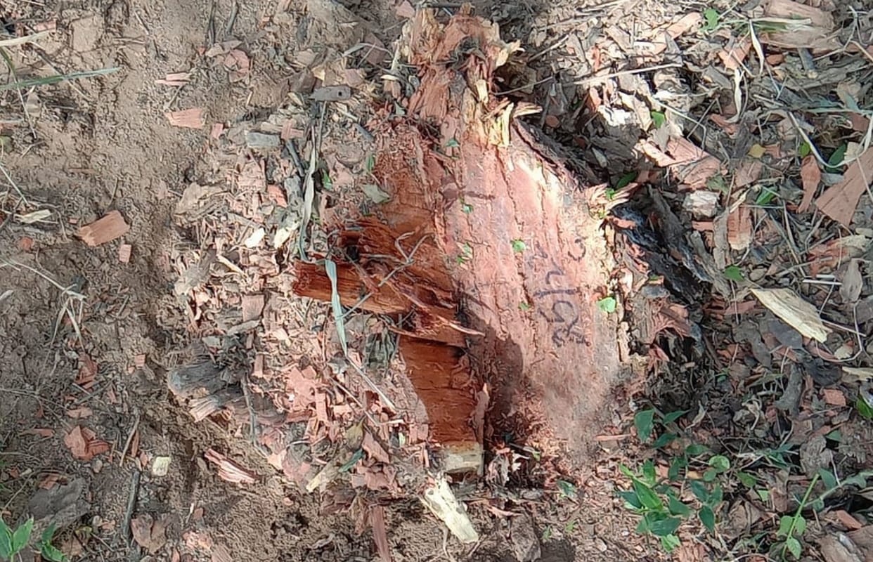 35 Khair trees cut illegally from Baul forest