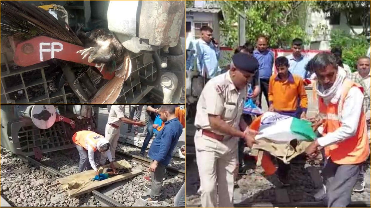 the dead peacock was buried with state honours in Rohtak of Haryana