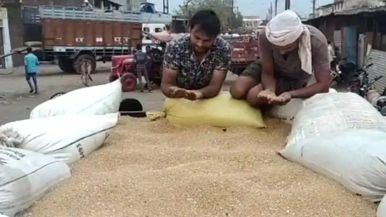 Sehore: The price of Sharbati wheat broke the record of 54 years, sold for the first time at the rate of Rs 5675 per quintal