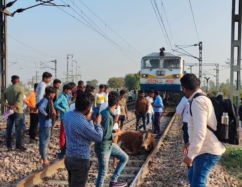 Cattle fell on the line after colliding with the capital, Kolkata Jammu Tawi stopped