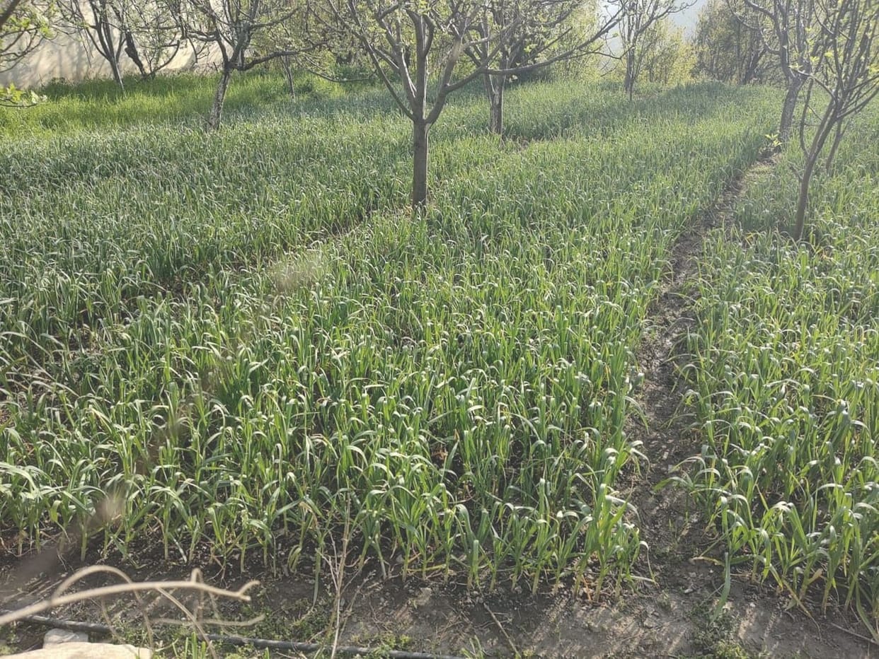 Due to drought garlic crop started turning yellow