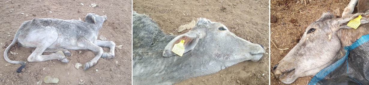 Three cattle died in Terhimafi Gaushala