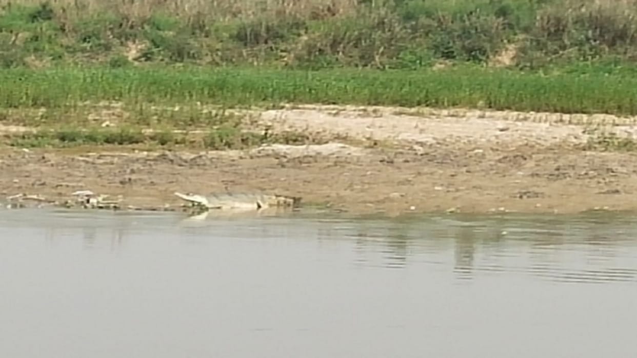 Crocodile sighting in Ramganga river created a stir