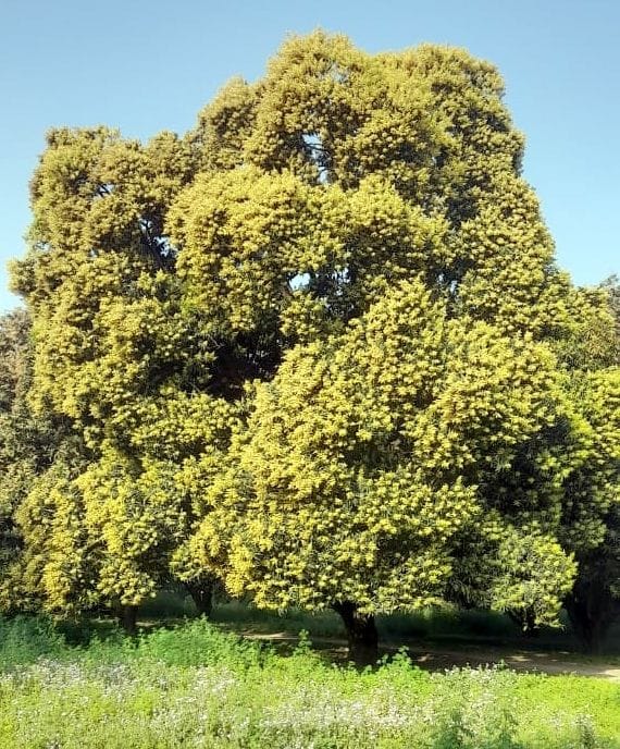 Gardeners excited to see blossom on mango trees