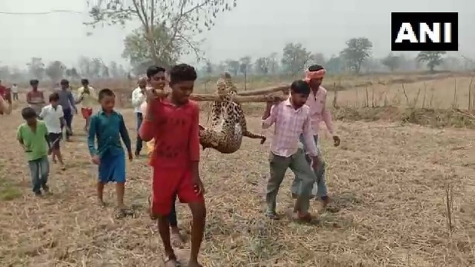 pregnant leopard dies in Dhamtari district Chhattisgarh