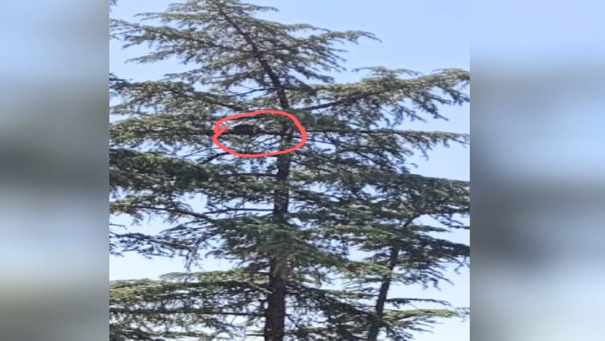 People mistaking Saka as a leopard sitting on the tree in lower khalini shimla, created a stir