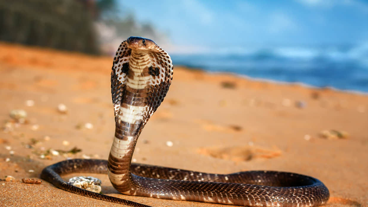 Surprise! King cobra is actually a royal lineage of 4 species