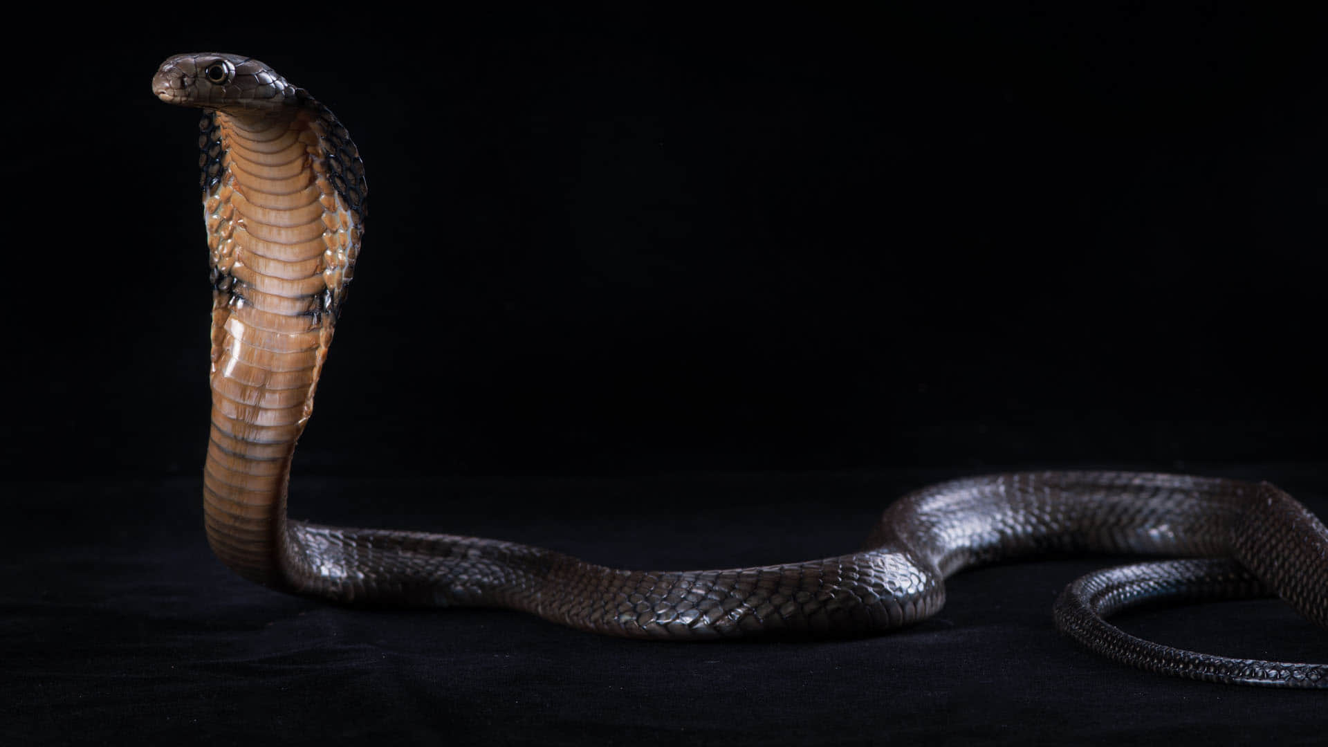 Surprise! King cobra is actually a royal lineage of 4 species