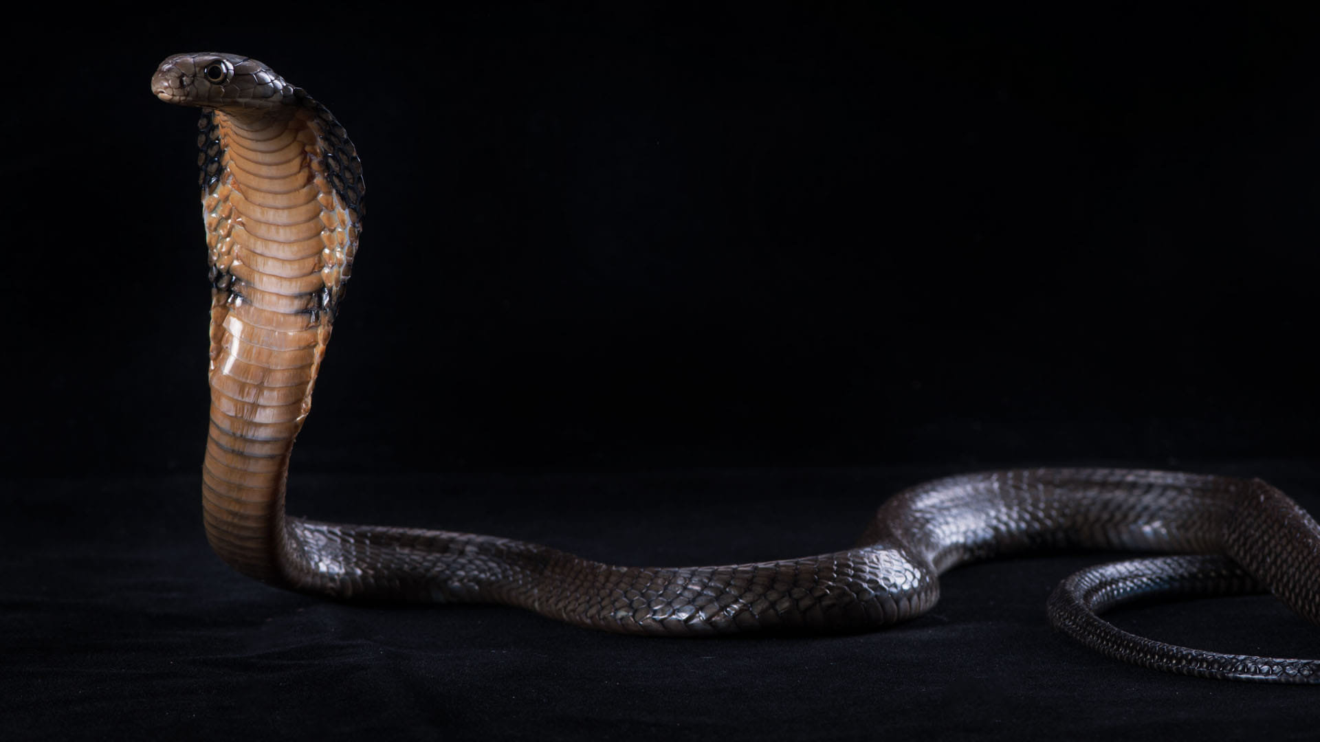 Surprise! King cobra is actually a royal lineage of 4 species