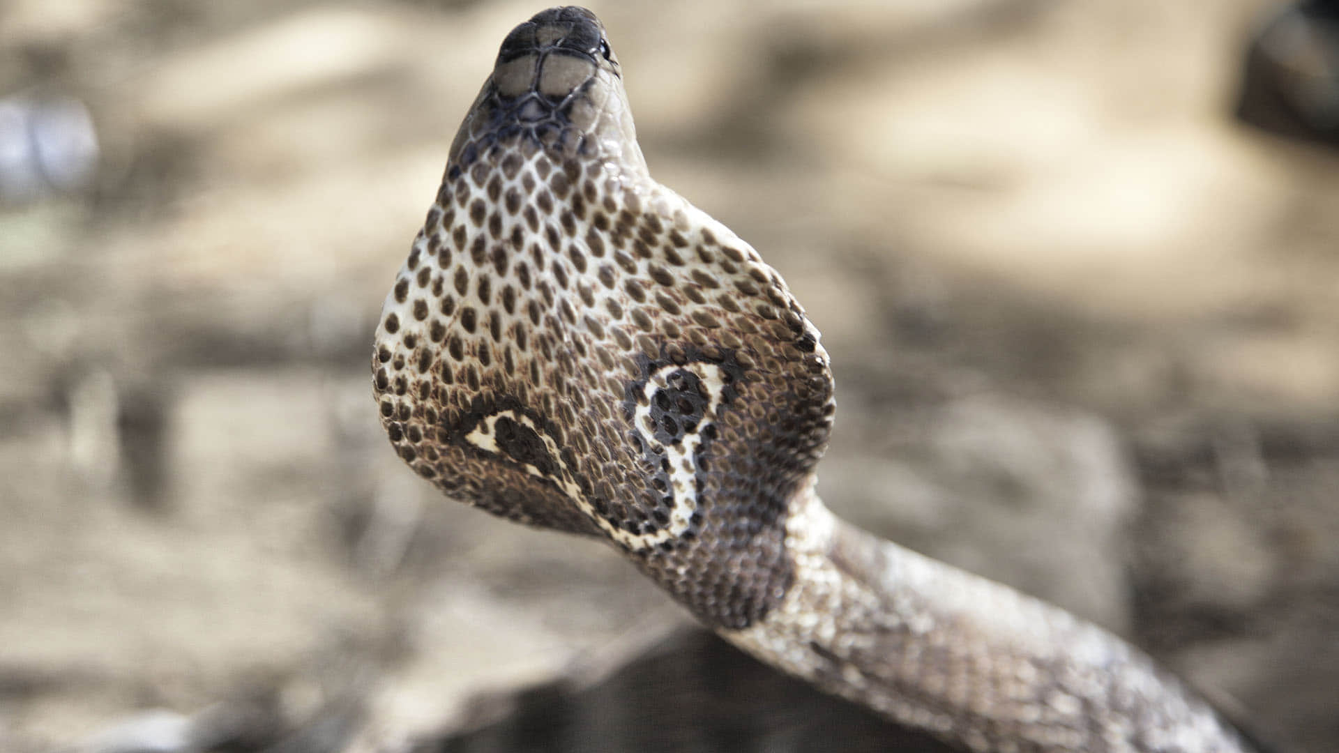 Surprise! King cobra is actually a royal lineage of 4 species