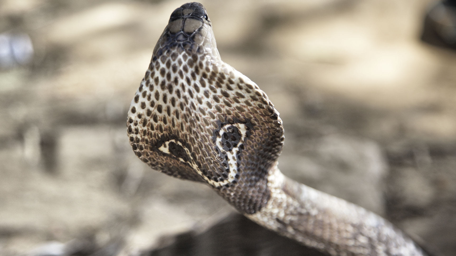 Surprise! King cobra is actually a royal lineage of 4 species