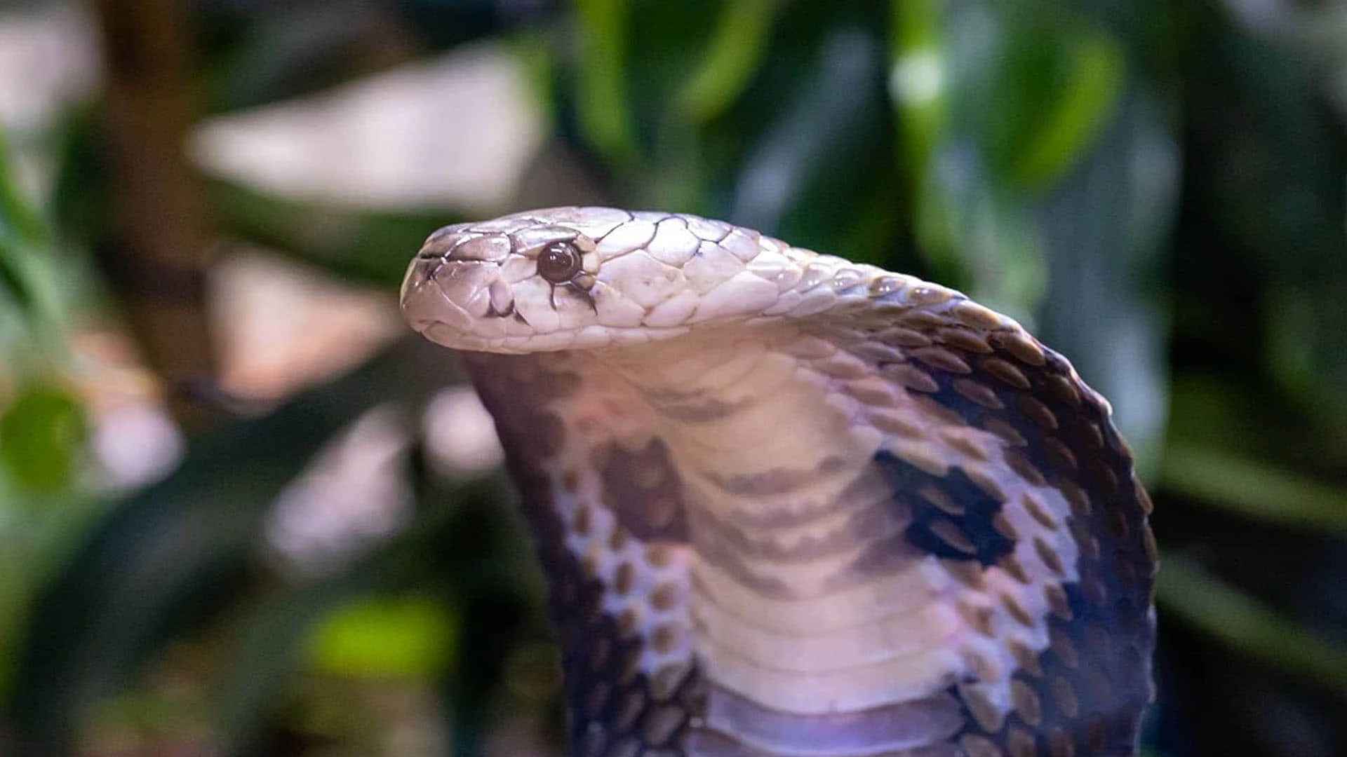 Surprise! King cobra is actually a royal lineage of 4 species