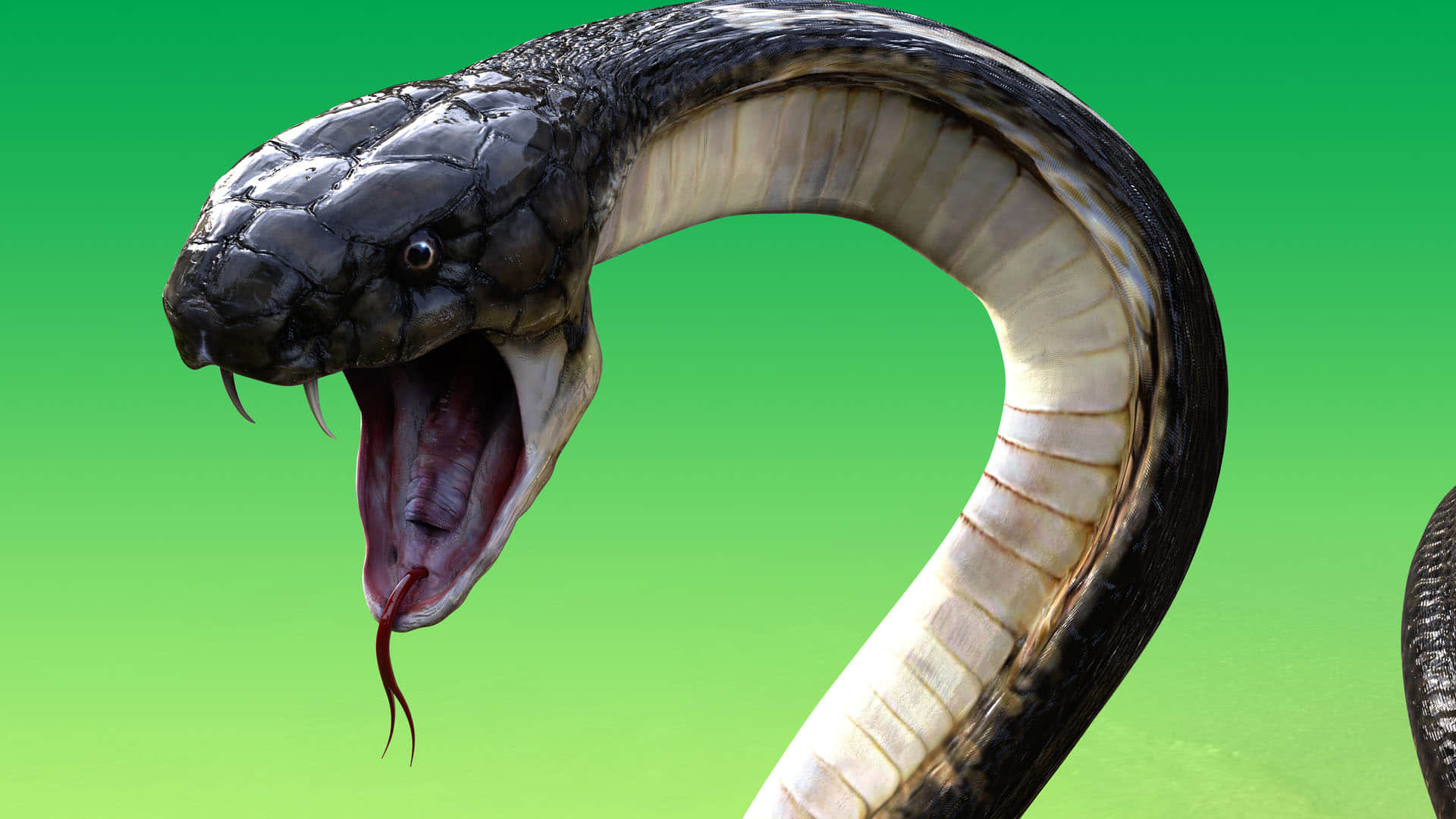 Surprise! King cobra is actually a royal lineage of 4 species