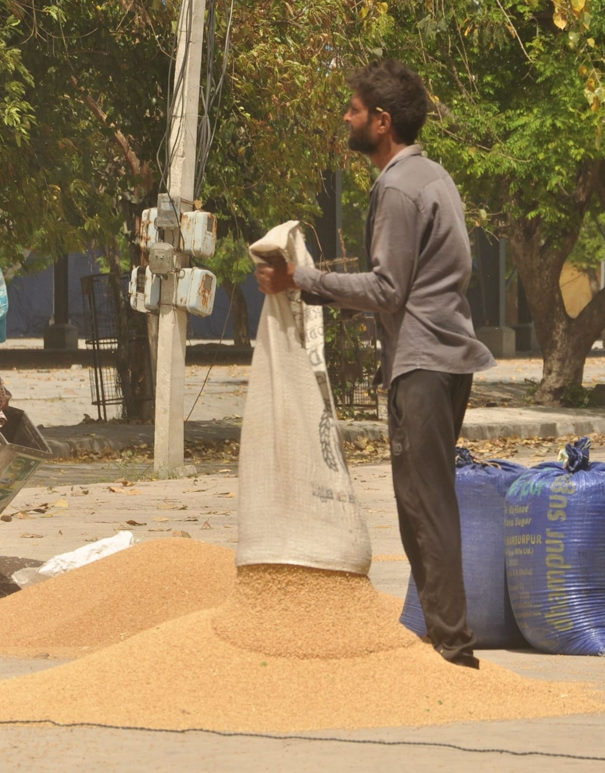 Old wheat sold at Rs 2060 per quintal