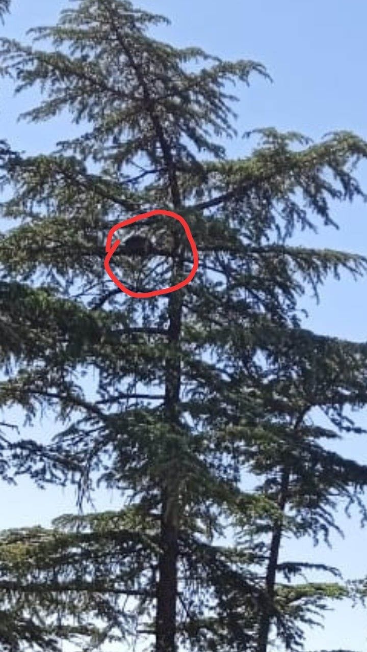 People sitting on the tree mistaking Saka as a leopard