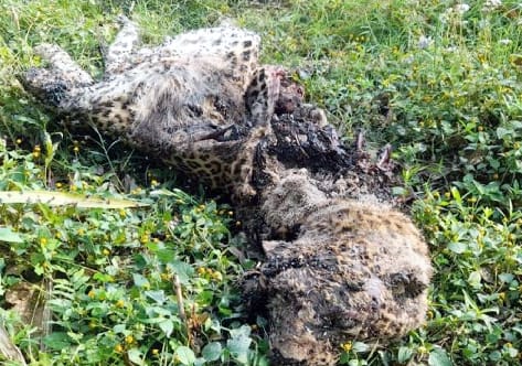 Dead body of leopard found in the field