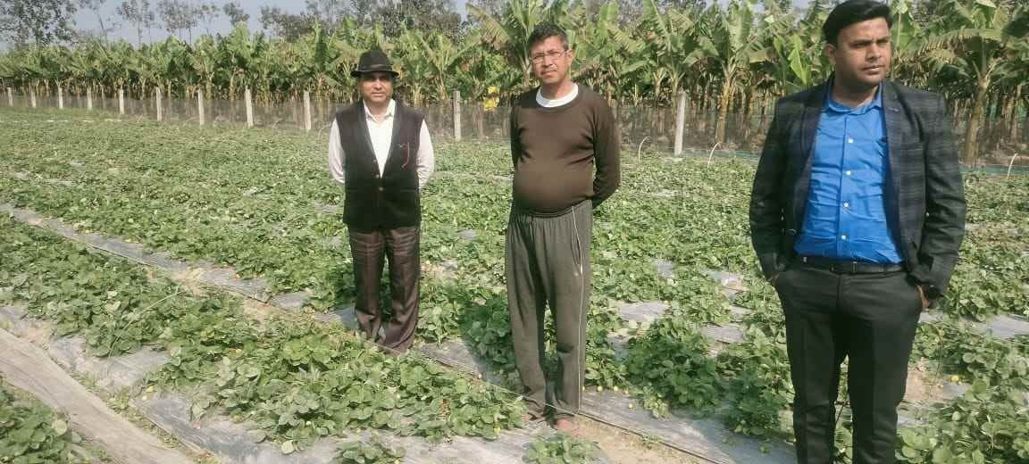 40 percent subsidy will be given on strawberry cultivation