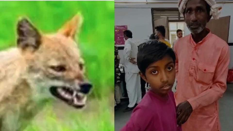 Chhatarpur: Jackal attacked 9 year old boy, tried to drag him away