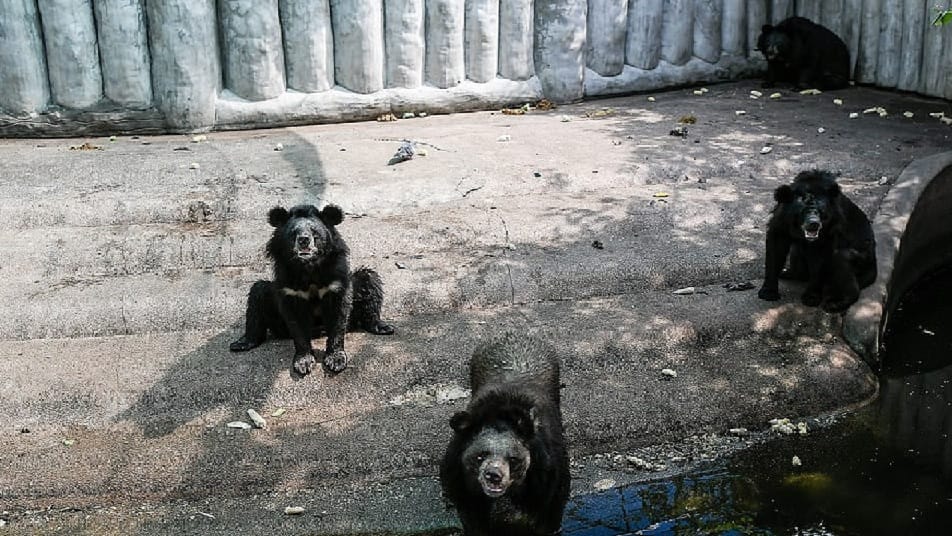 Chhattisgarh: Threat of ICH virus on wild animals three bears killed in mini zoo of Bilaspur, 632 animals life in danger