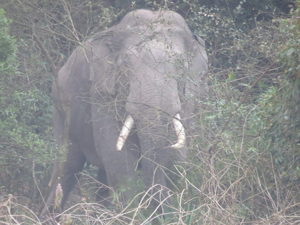 Gajraj appeared in Kalesar forest after three months