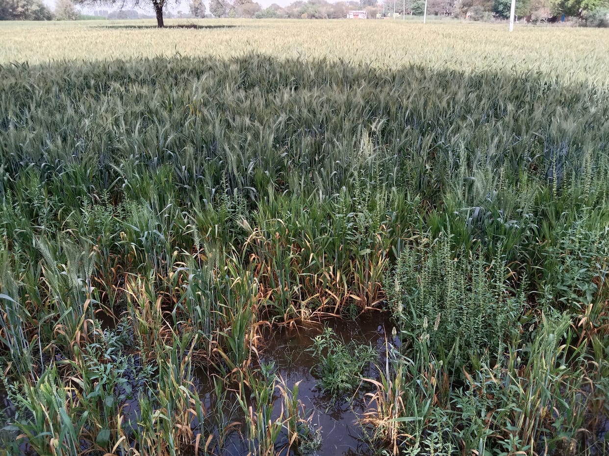 agricalture news