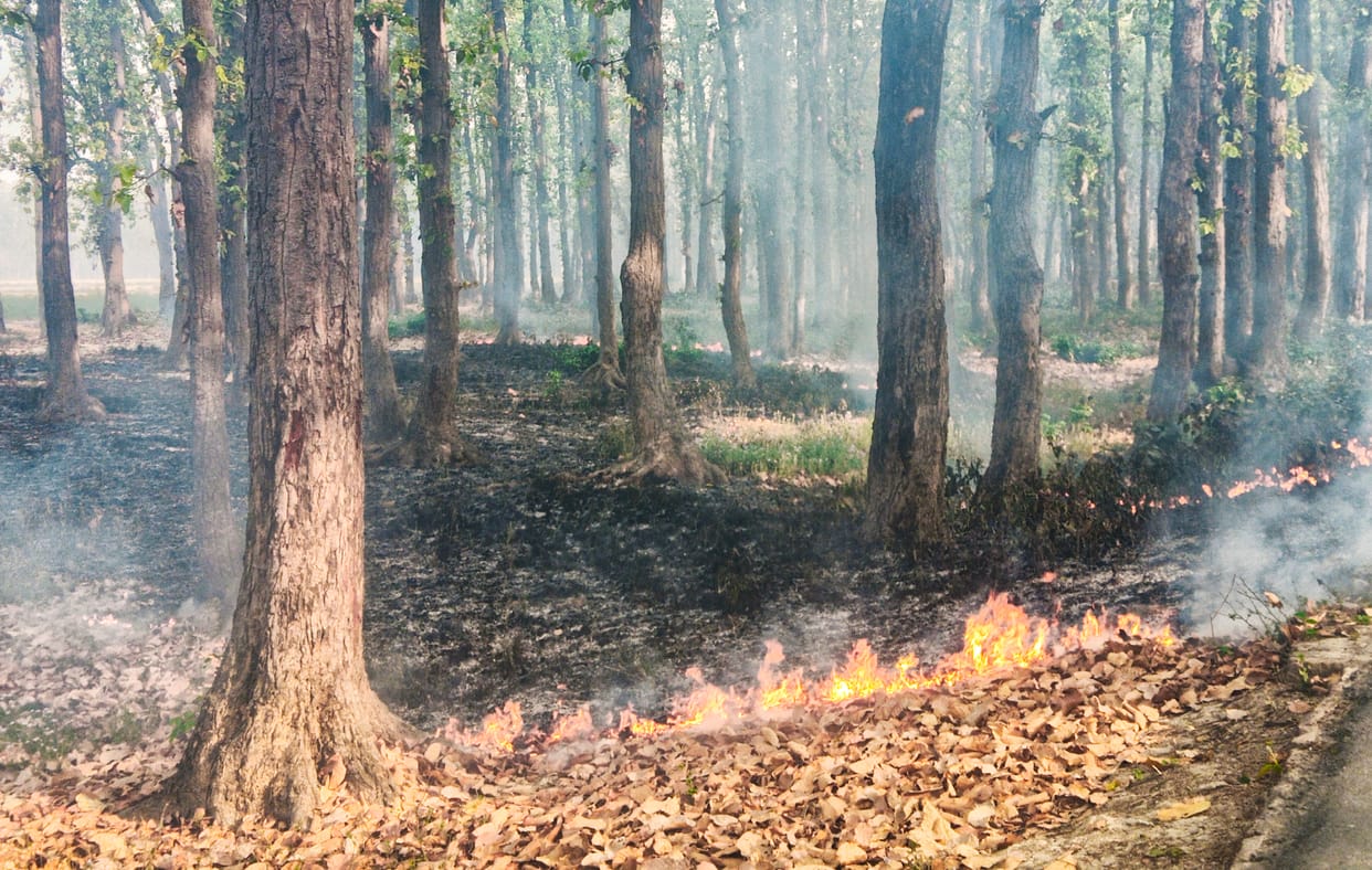 forest fire near singhpur