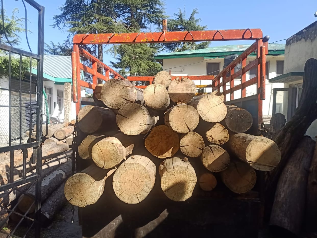 illegale 25 nug of wood recover  from jeep in rajgargh sirmaur