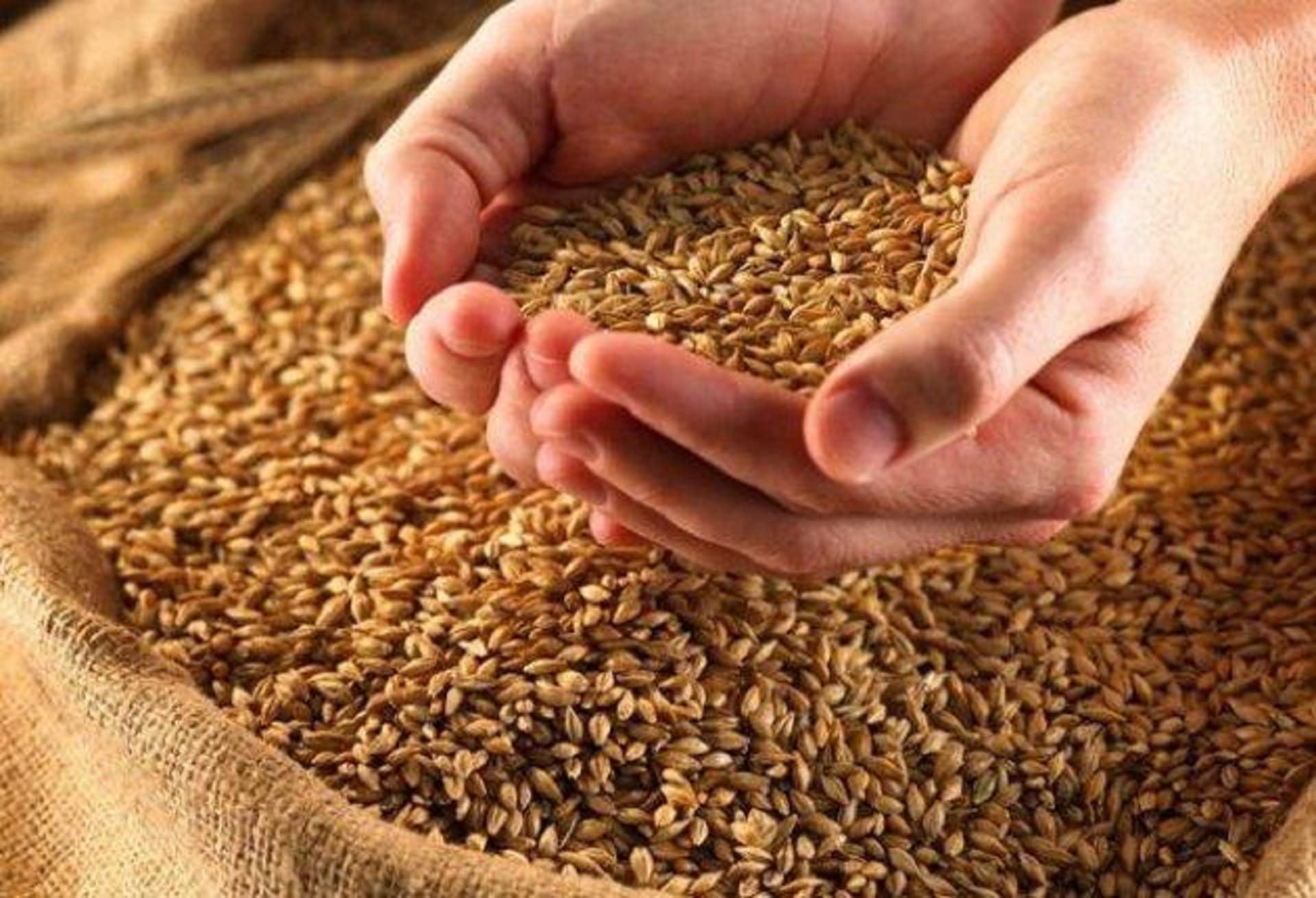 Wheat grain shrunk due to scorching heat in Haryana