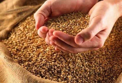 गेहूं का निर्यात
