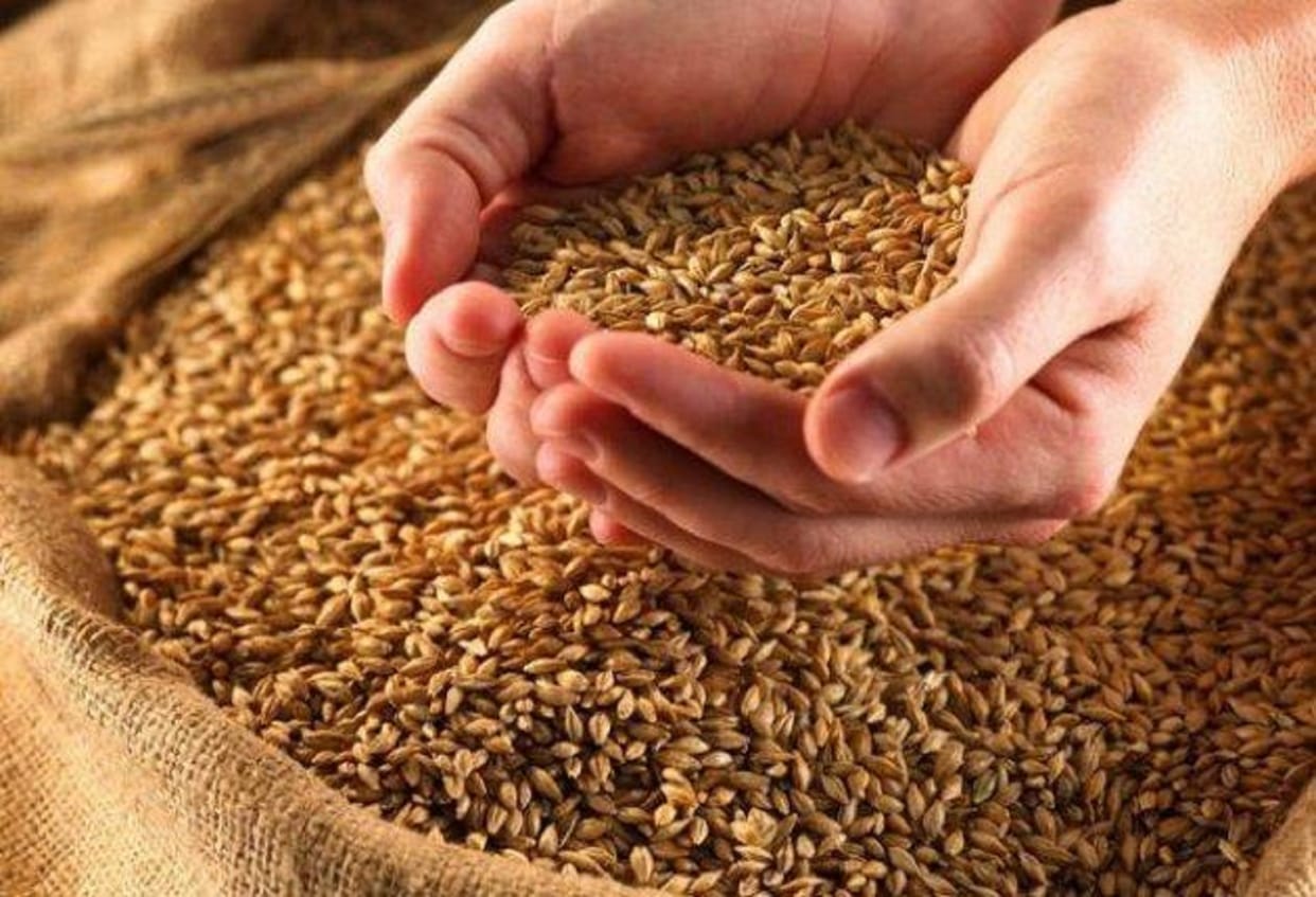 Turkey returned Indian wheat: 17 lakh tonnes of wheat sent abroad stuck at ports fear of damage due to rain Latest News Update