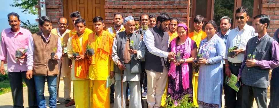 Aromatic Plants Will Improve Income