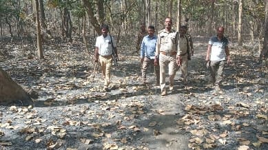 After four months of silence, the tiger again furious in the Mailani range