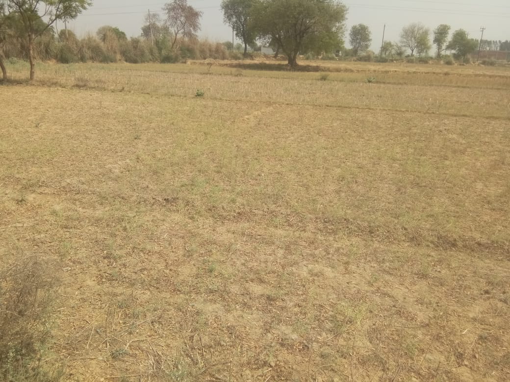 auraiya news,Chemical fertilizers destroyed the womb of mother earth