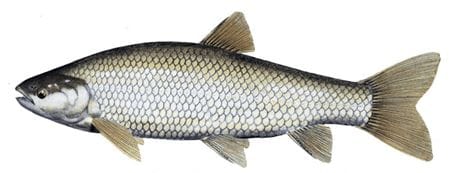 To remove pollution, put grass carp fish in the river