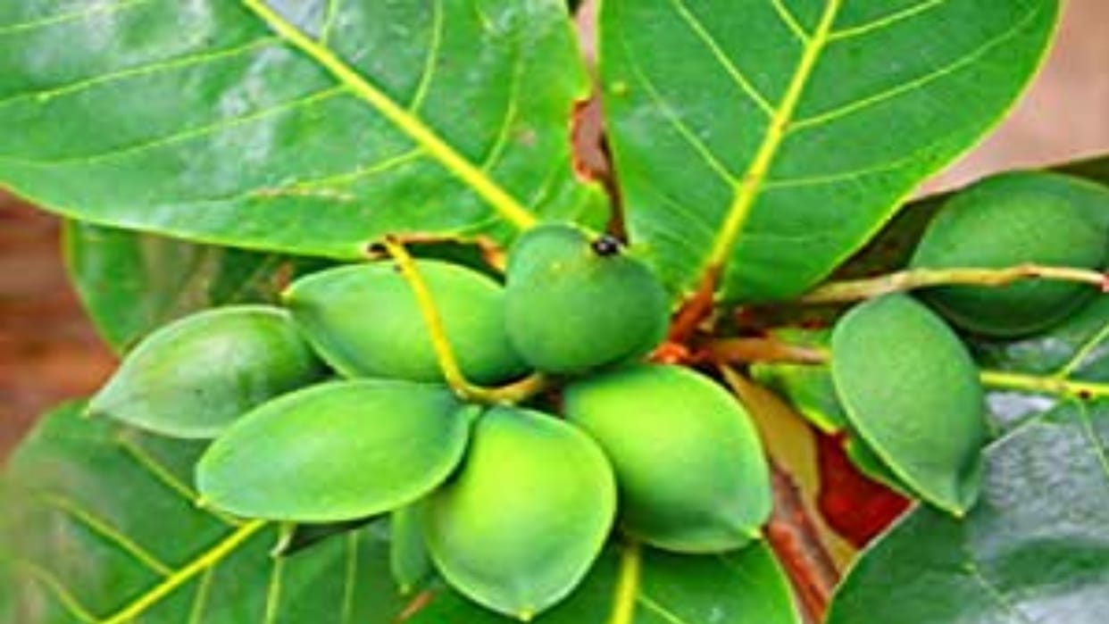 Now the world's most expensive almond will be cultivated in Uttarakhand also