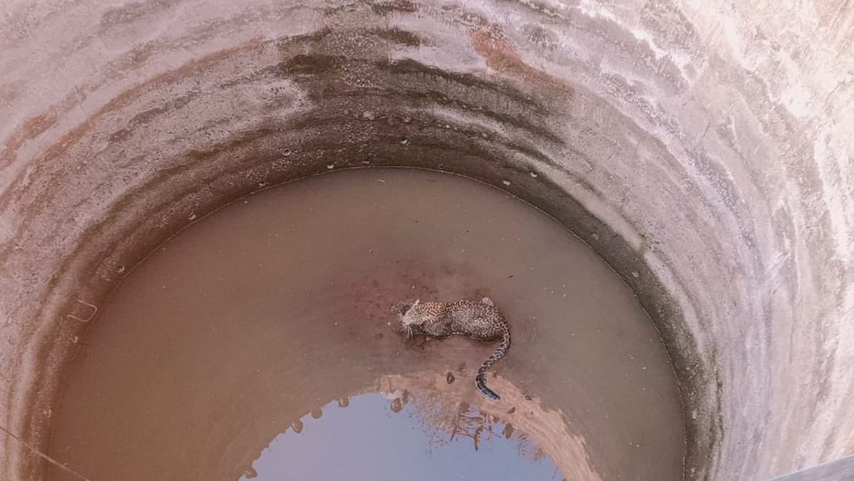 Khandwa: Leopard fell in a well in Khategaon, forest department rescued and took it out safely, left in the forest