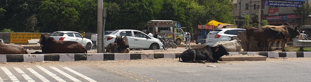 Cattle roaming freely on the roads without stopping