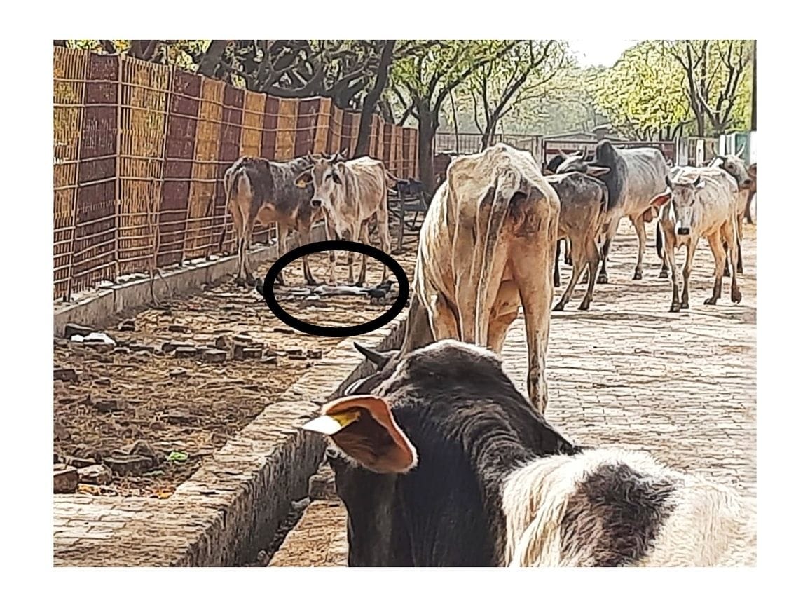 Hathras: The team that went to take stock of the cowshed was stopped from going inside