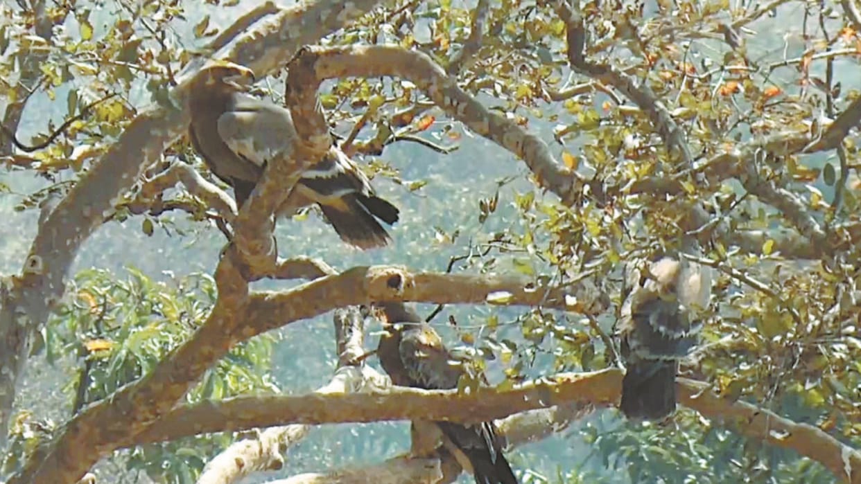 Vulture population on the rise in Sirmour Himachal Pradesh